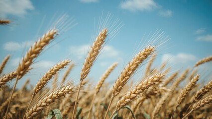 Fototapeta premium Zoomed-in image of ripe wheat spikes