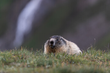 Alpine Marmot in the Austrian Alps During Summer Months