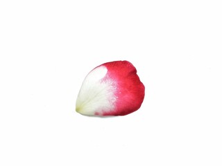 Rose petal isolated on white background. Botanical photography for creative design 