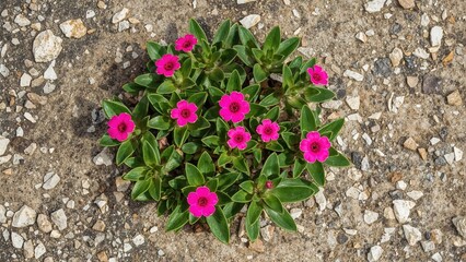 Calandrinia Grandiflora succulent with vibrant magenta blooms set against a natural textured backdrop
