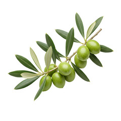 A realistic olive branch with green leaves and olives, symbolizing peace and nature. Isolated on white or transparent background. PNG format.