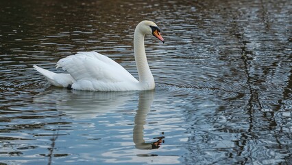 Naklejka premium Silent Swan Mirrored on Pond Water