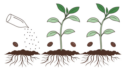 Stages of coffee plant growth from seed to sapling