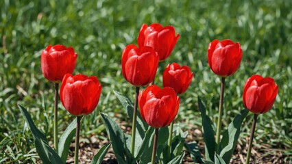 Obraz premium Lush garden filled with vivid red tulip blooms