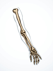 Vector drawing. Bones of the arm and shoulder