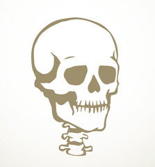 Vector drawing. Skull and neck bones