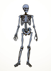 Human skeleton. Vector schematic drawing
