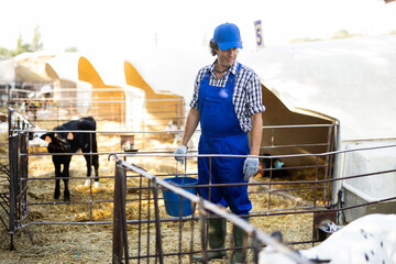 Man holds bucket filled with water and waters calves in street cattle pen. Employee in overalls and...