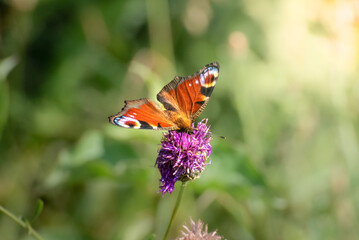 Close-up macro image of a European Peacock butterfly displaying its vibrant open wings with distinctive eye spots. Perfect for nature, wildlife, and butterfly-themed 