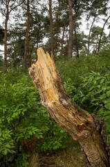 Fototapeta premium Broken tree trunk standing in lush forest