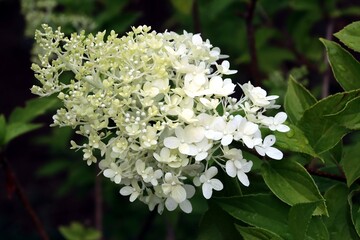 blossoming white inflorescences of hydrangea bush in park