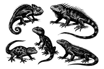 Lizard and Reptile Brush Illustration Set – Dynamic Iguana, Gecko, and Snake in Ink Style for Nature and Wildlife Design