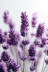 Naklejka premium Closeup Purple Lavender Flowers