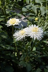 white flowers of dahlia bush in the garden