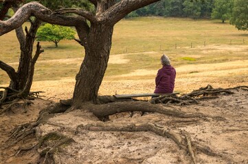 Senior woman relaxing on bench under twisted tree in nature reserve