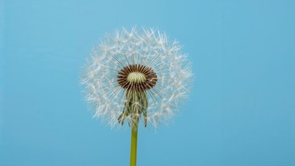 Naklejka premium Isolated dandelion flower with a blue background