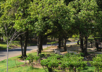 A jogging course inside the forest of the sports park, with benches installed between trees.