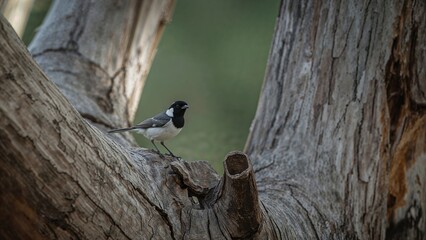Delicate and nimble small Grey Fantail resting on a eucalyptus branch, closely connected to Willie Wagtails, presents a stunning view.