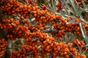 Ripe sea buckthorn berries growing on branch in autumn sunlight