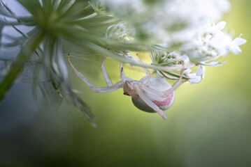 Close-up macro image of a Misumena vatia crab spider perched on a flower, highlighting its pale body and distinctive crab-like legs. Perfect for arachnid, nature, and macro photography