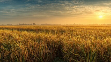 Fototapeta premium A golden rice field bathed in warm sunlight, a tranquil rural landscape under a beautiful sky
