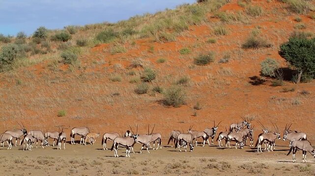 South African Oryx herd in red sand dune scenery in Kgalagadi transfrontier park, South Africa ; specie Oryx gazella family of Bovidae
