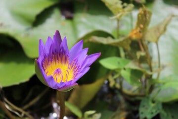 Colorful blooming lotus flowers with bees in natural pond, zen garden aesthetic macro photography