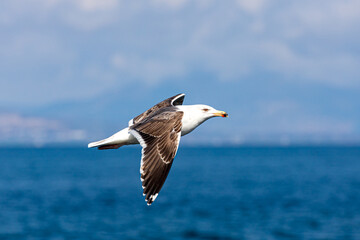 Seagull Passing by, Clogherhead, County Louth, Ireland