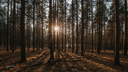 Thick forest area within a hilly terrain