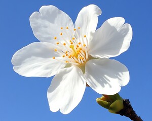 A Beautiful Close Up Photograph Of A White Flower Blossom