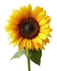 Obraz premium Bright Yellow Sunflower With Green Leaves