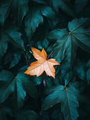Single yellow leaf contrasts with surrounding dark green leaves.