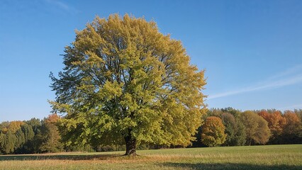 Naklejka premium Poplar Tree Standing Under Bright Blue Sky