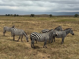 Des zèbres dans la savane
