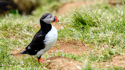Colorful puffin perched on grassy landscape in Iceland during a sunny day