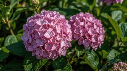 Fototapeta premium Beautiful Pink Hydrangea Flowers