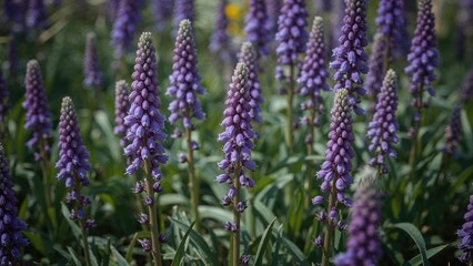 Obraz premium Blooming purple flowers in the springtime garden