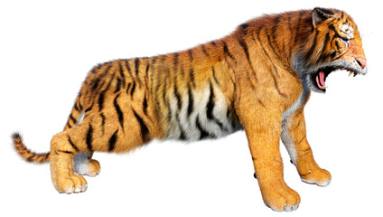 Fototapeta premium 3D Rendering Big Cat Tiger on White
