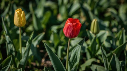 Isolated ruby tulip blooming amidst spring