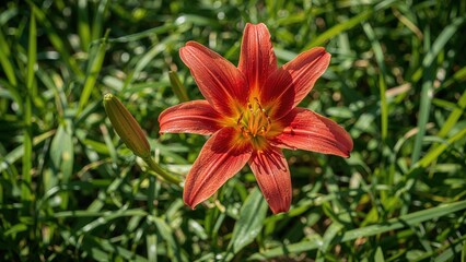 Obraz premium Sunny summer day showcasing lily blooms in the garden