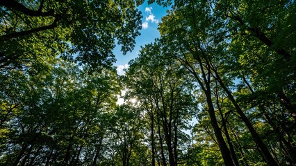 Obraz premium Looking skyward amid vibrant woodland leaves