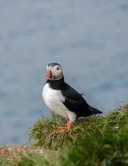 A vibrant puffin stands proudly on a grassy knoll by the ocean, showcasing its iconic beak and striking plumage. Bakkagerd, East Iceland, Puffins.