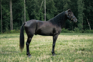 Black Standardbred Stallion Horse Standing Calmly in a Field Wearing a Halter