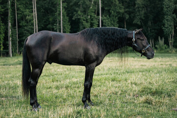 Fototapeta premium Black Standardbred Stallion Horse Standing Calmly in a Field Wearing a Halter