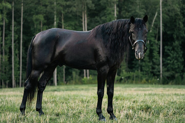 Black Standardbred Stallion Horse Standing Calmly in a Field Wearing a Halter