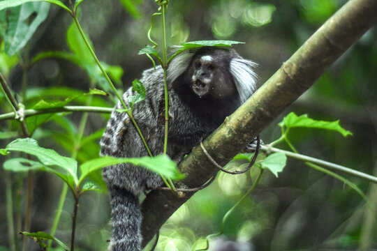 Common marmoset climbing a tree in Ilha Grande, Rio de Janeiro, Brazil
