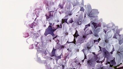Obraz premium Cluster of lilac flowers in close-up view highlighting delicate petals and soft color gradients against a neutral background.