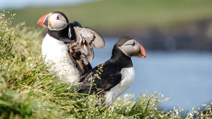 Two puffins stand gracefully on a verdant cliff, surrounded by lush grass, as they overlook the calm waters of Icelands coastline. Bakkagerd, East Iceland, Puffins.