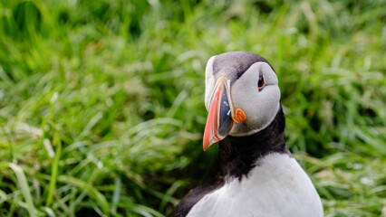 A vibrant puffin stands prominently on verdant grass, showcasing its striking beak and playful demeanor. This charming bird is a symbol of Icelands rich wildlife, Bakkagerd, i East Iceland, Puffins.