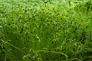 green leaves of cabbage tatsoy grown on a microfarm using the agroponic method